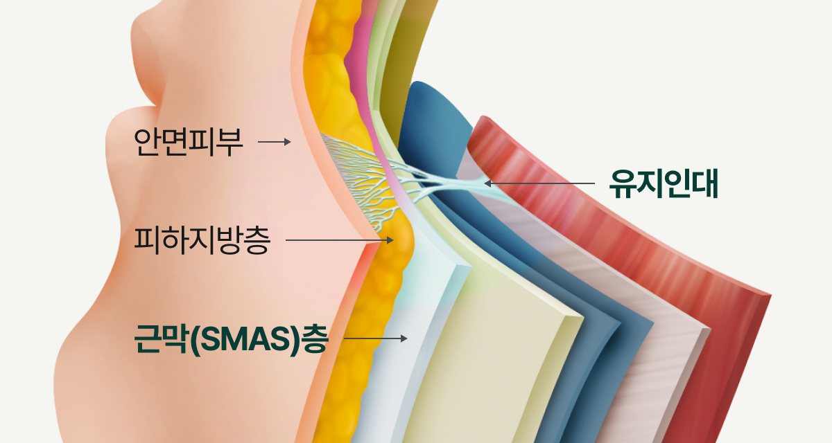 안면피부, 피하지방층, 근막(SMAS)층을 이어주는 유지인대